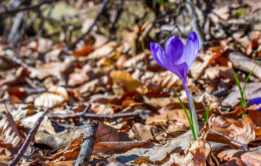 purple crocus flowers on meadow among foliage and green grass. sunny day in forest. beautiful springtime nature. top viewpoint