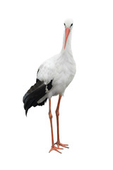 stork