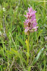 Field plant with purple flowers on a background of green grass on a glade © Vira