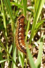 A golden black caterpillar creeps on the grass on a summer sunny day