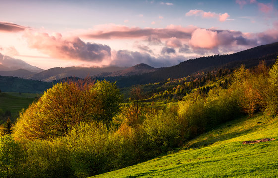 forested hill at cloudy sunset in springtime. beautiful scenery in Carpathian mountains. location - Mizhirya district of TransCarpathian region, Ukraine