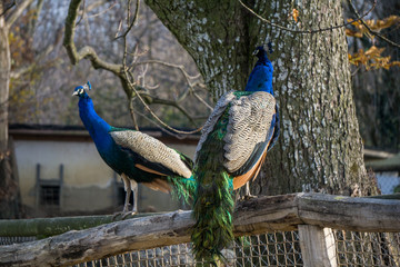 Two peacocks resting on the wooden railings of a zoo enclosure