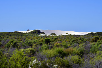 Australia,  Botany