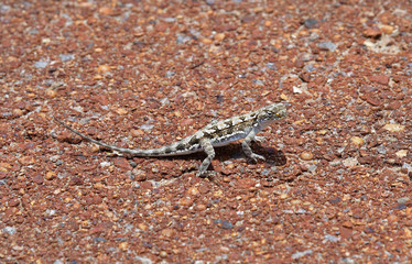 Australia, Zoology, Reptile