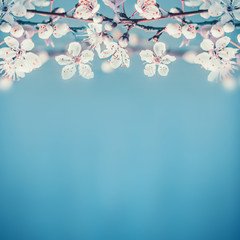 Beautiful spring nature background with white cherry blossom on turquoise blue background, place...
