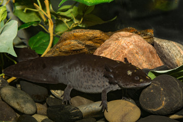 A close up of a Mexican Axolotl