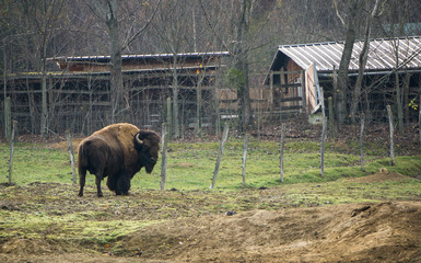 Large buffalo bull standing near the fence of its zoo enclosure