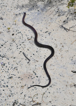 Australia, Zoology, Snake