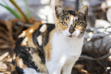 Fototapeta premium Penetrating look of a cat.