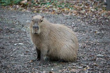 Capybara sitting on a gravel road