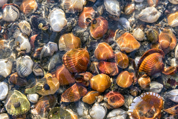 Muscheln unter Wasser