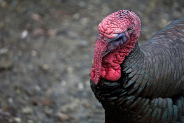 Close up of turkey with copy space to its left