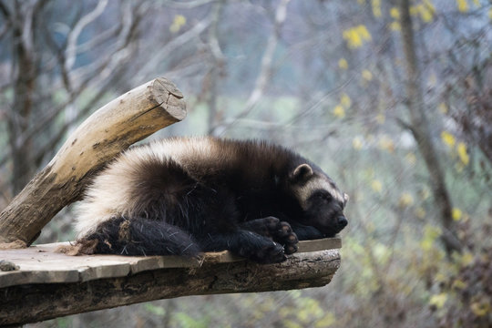 Wolverine having a rest at the zoo
