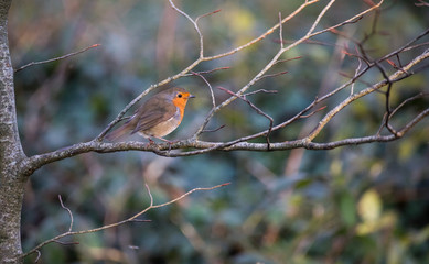 Computer ram and hard drive components abstract coloured background 