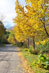 Naklejka premium Natura autunnale