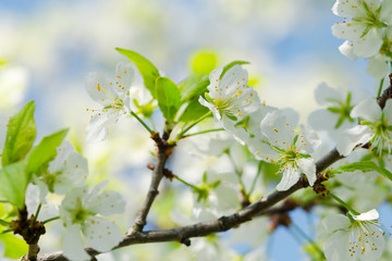 Apple tree branch with white flowers in an old garden against the sky. Soft focus. Macro. concept of spring. Flowers of trees