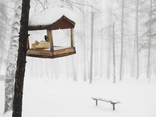 Titmouse sits in a bird feeder in the winter misty snowy forest.