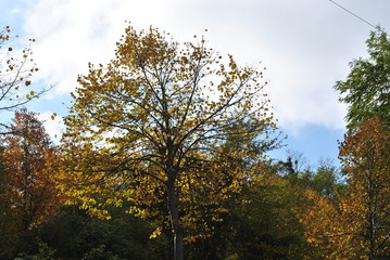 Fototapeta premium Natura autunnale