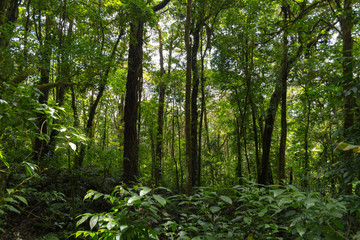 Costa Rican Forest in Monteverde