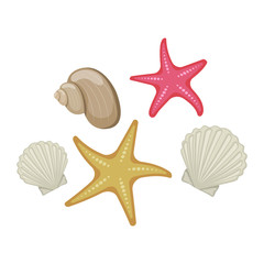 Fototapeta na wymiar Shells and starfish on white background, cartoon illustration. Vector