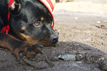 The look of a rottweiler lying in the sand.