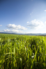 Green field of grass