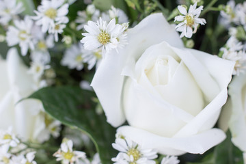 White rose for Valentine,Close-up rose,Bouquet of white rose,Flowers show love,Bouquet of white flower