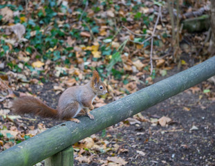 Red squirrel standing on wooden railing