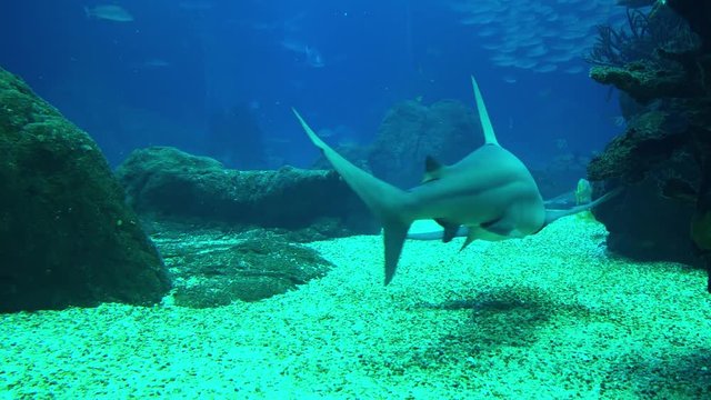 Underwater shot of approaching Grey Reef Shark, coral reef environment.