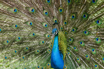 Obraz premium peacock showing his beautiful feathers