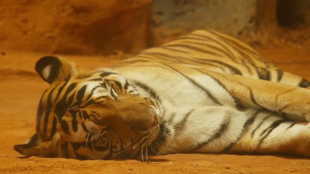 4k of siberian tiger lying down