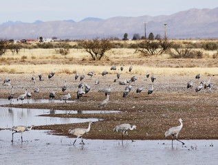A Quartet of Juvenile Sandhill Cranes Plays Follow the Leader