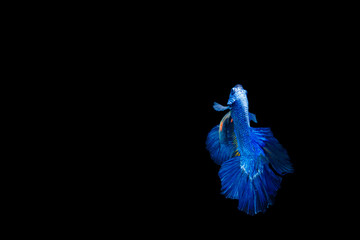 Deep blue female Thai betta with beautiful swimming, isolated on black background.