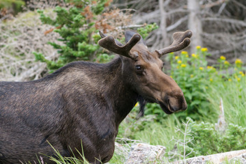 Naklejka na ściany i meble Shiras Moose of The Colorado Rocky Mountains