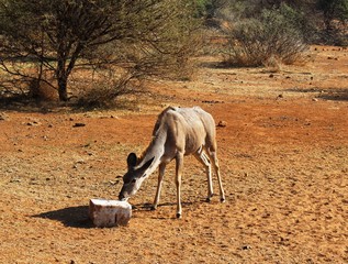 Kudu female licking block of salt