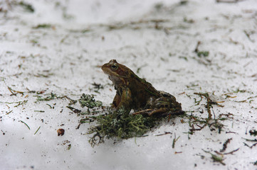 European common brown frog (Rana temporaria)