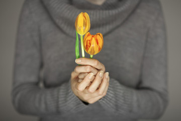 woman hands with perfect nail art holding pink spring flowers tulips, sensual studio shot can be used as background