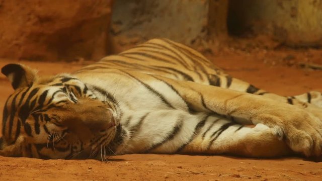 4k of siberian tiger lying down