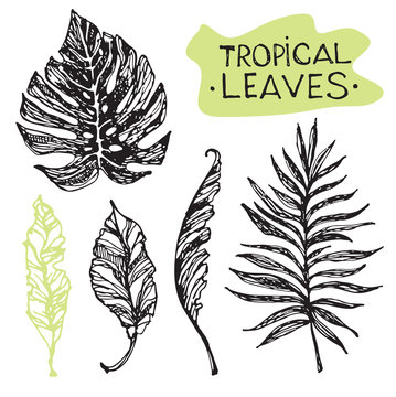 Hand drawn doodle tropical leaves.