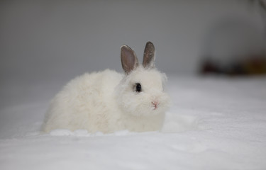 white rabbit in winter