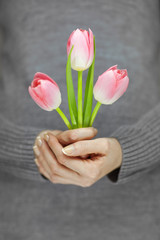 woman hands with perfect nail art holding pink spring flowers tulips, sensual studio shot can be used as background