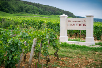 Fototapeta na wymiar Chambertin Grand cru de Bourgogne