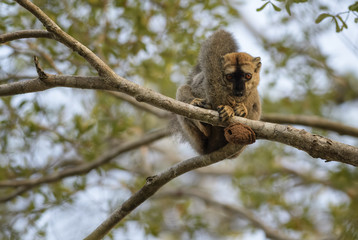 Fototapeta premium Red-fronted Lemur - Eulemur rufifrons, Kirindi forest, Madagascar