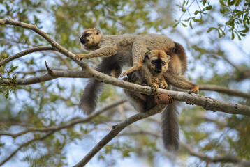 Red-fronted Lemur - Eulemur rufifrons, Kirindi forest, Madagascar