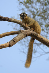 Red-fronted Lemur - Eulemur rufifrons, Kirindi forest, Madagascar