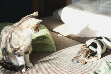 cat and dog at home friendship