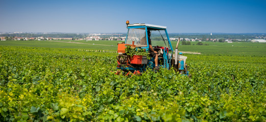 Naklejka premium tracteur dans les vignes