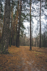 Old road in the pine forest in autumn time.