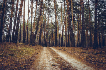 Old road in the pine forest in autumn time.