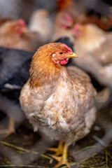 Chickens on the farm. Toned, style, color photo.